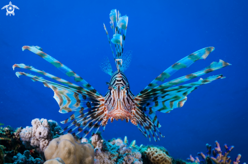 A Red Lionfish