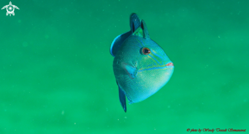 A Odonus niger (juvenile).