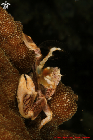 A Anemone Crab