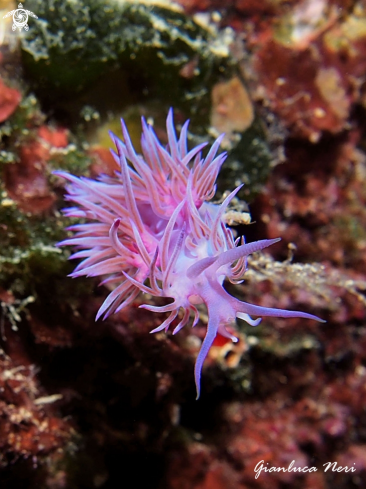 A Flabellina affinis | Flabellina