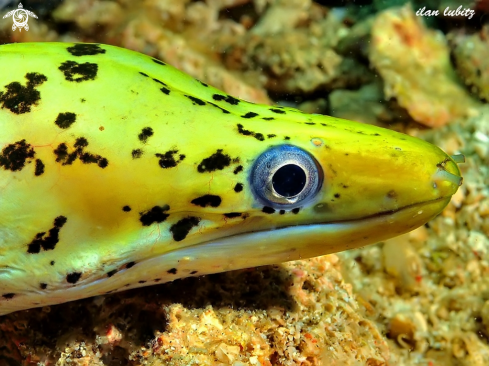 A Gymnothorax fimbriatus | Moray ell