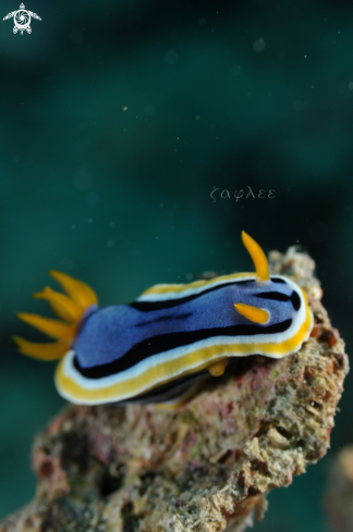 A Nudibranch