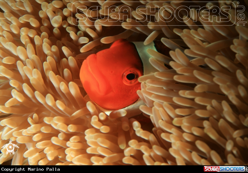 A anemone fish