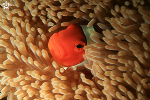 A anemone fish