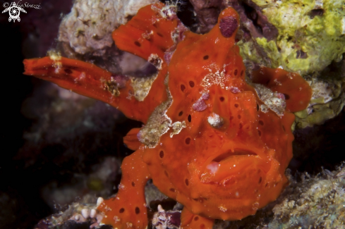 A Frogfish 