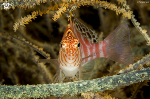 A HAWK FISH