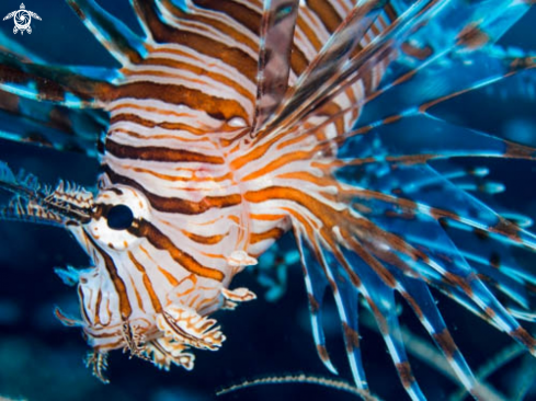 A Pterois Volitans | Pterois Volitans