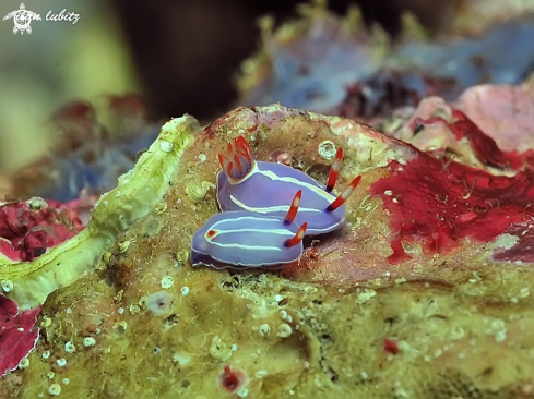 A Pectenodoris trilineata | Nudibranch