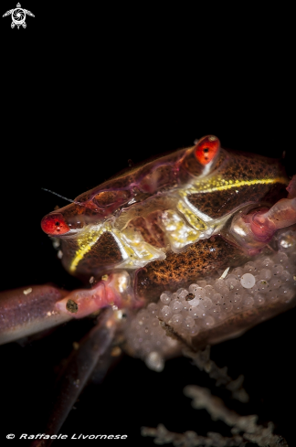 A Crab with eggs