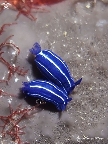 A Nudibranch