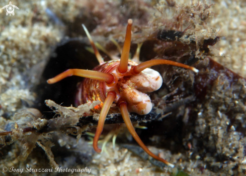 A Sand worm (bobbit worm)