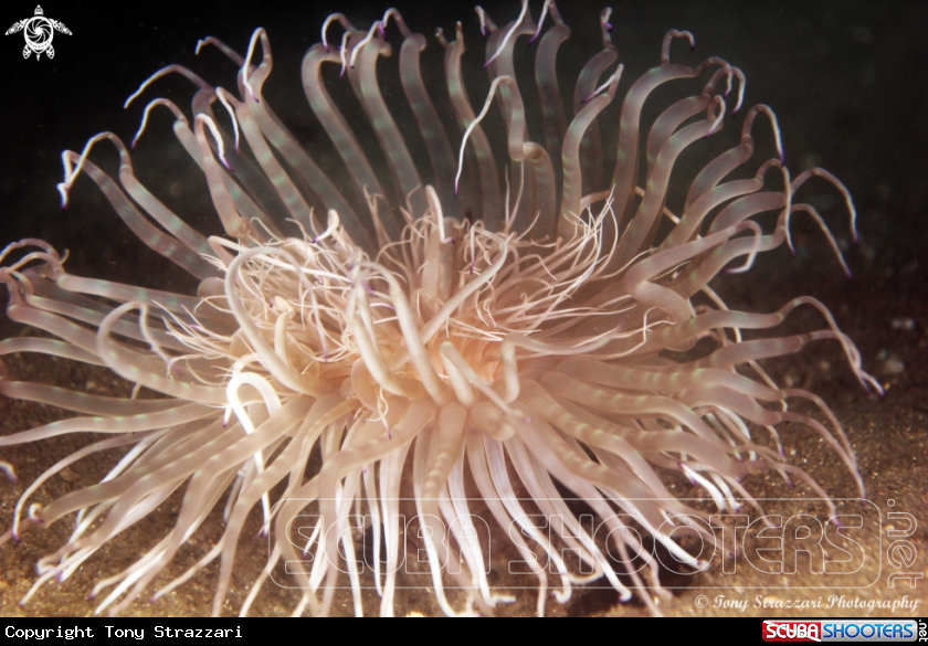 A Banded Tube Anemone