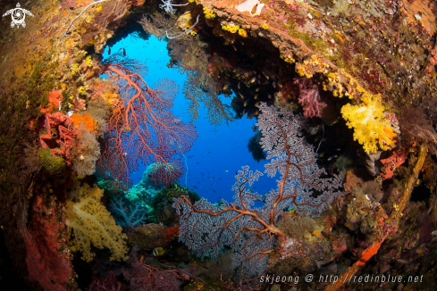 A Fusikawa maru