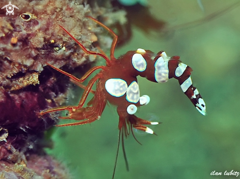 A Thor amboinensis |  Sexy Shrimp