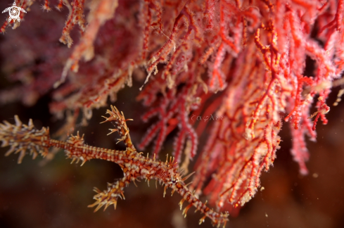 A Ghost Pipefish