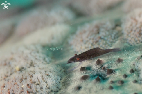 A Zenopontonia noverca |  Sea Star Shrimp