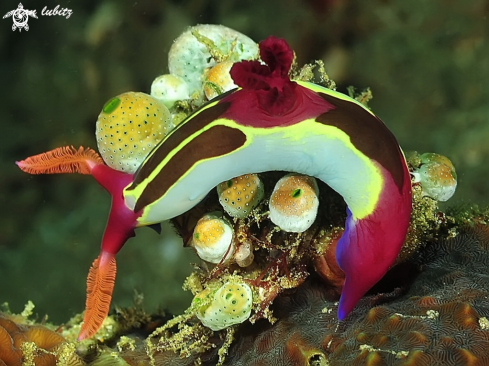 A Nudibranch