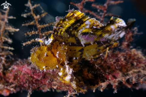 A Taenianotus triacanthus | Leaf Scorpion fish 