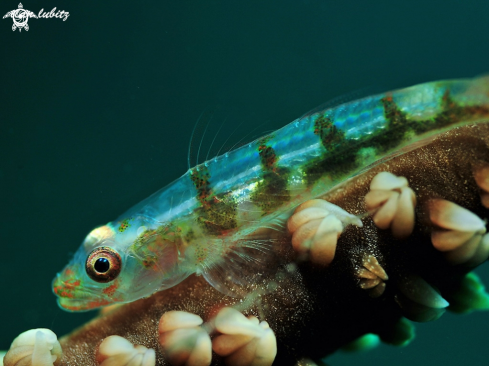 A Wire coral Goby 