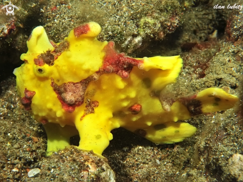 A Warty Frogfish 