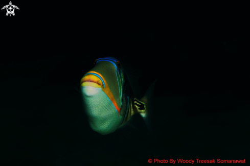 A Picasso Triggerfish
