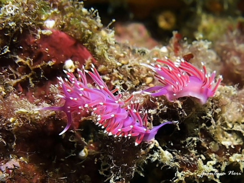 A Flabellina pedata | Flabellina