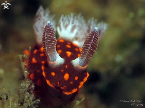 A Nembrotha Sp]