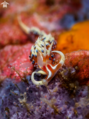 A Nudibranch