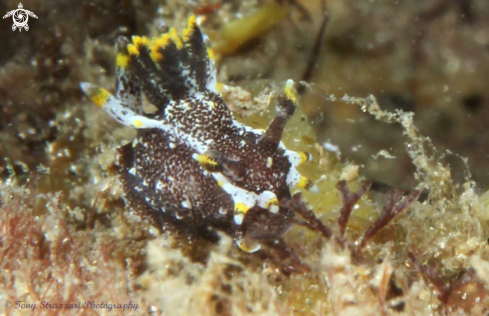 A Hedgepeth's Polycera