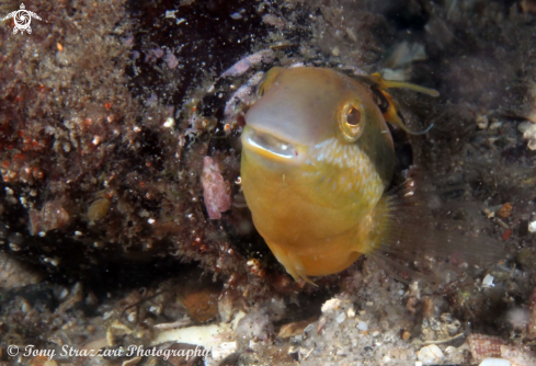 A Brown Sabretooth Blenny 