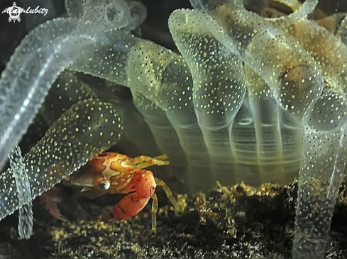 A  Swimmer crab