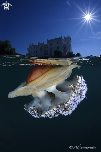 A Cassiopea mediterranea (Cotylorhiza tuberculata)  under Miramare Castle.