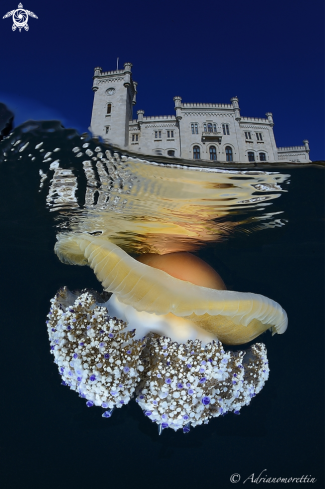 A Cassiopea mediterranea under Miramare Castle.