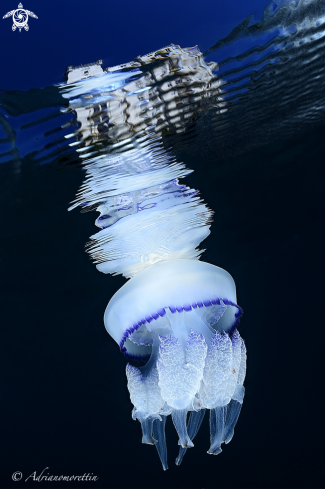 A Rhyzostoma pulmo | Rhyzostoma pulmo under Miramare Castle