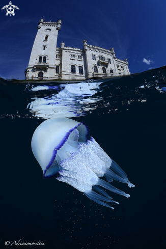 A Rhyzostoma pulmo | Rhyzostoma pulmo under Miramare Castle