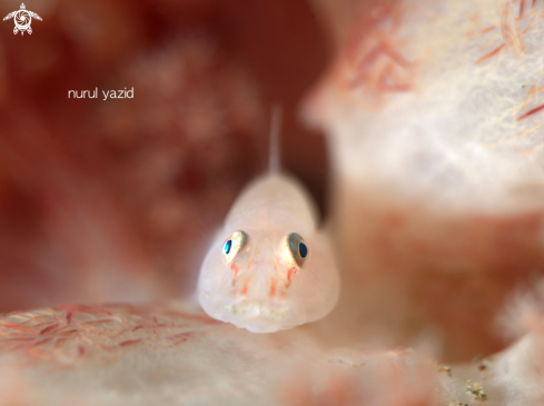 A Ghost Goby