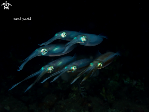 A Bigfin reef squid