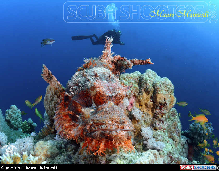 A Scorpionfish and diver