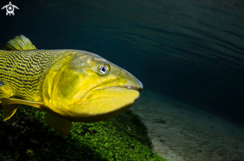 A Dourado Salminus maxillosus | Freshwater Brasilia 