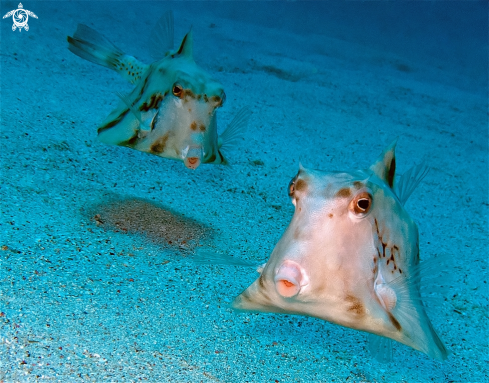 A Cow box fish