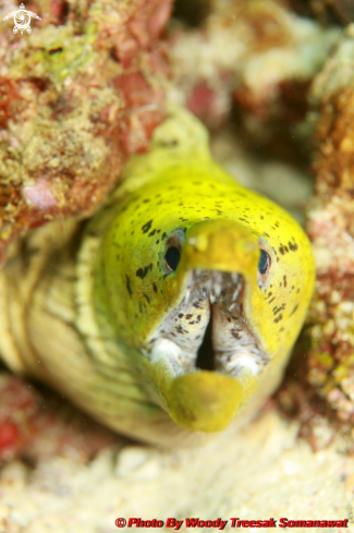 A Gymnothorax Fimbriatus.  | Fimbriated Moray Eel.