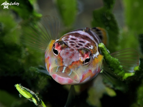 A Dwarf Hawkfish 