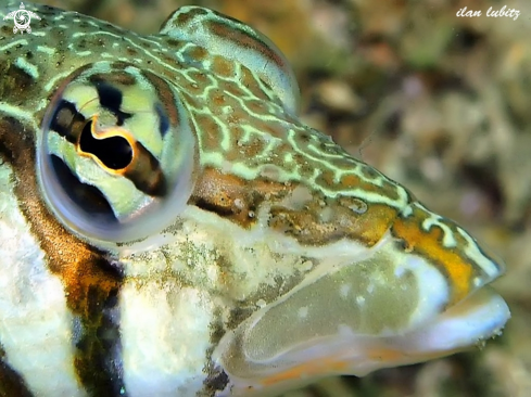 A Parapercis clathrata | reef fish Latticed sandperch 