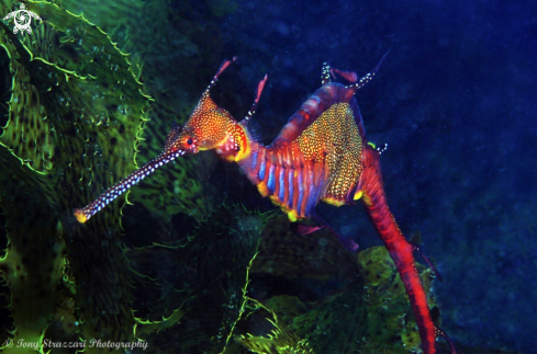 A Weedy seadragon