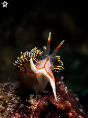 A Nudibranch