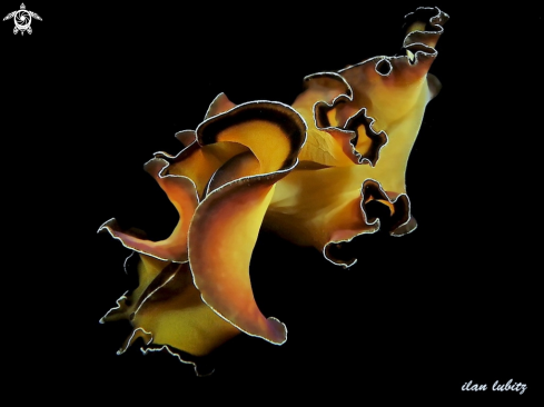 A Pseudobiceros flowersi | Flatworm