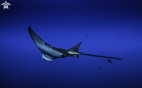 A Aetobatus narinari | Eagle Ray