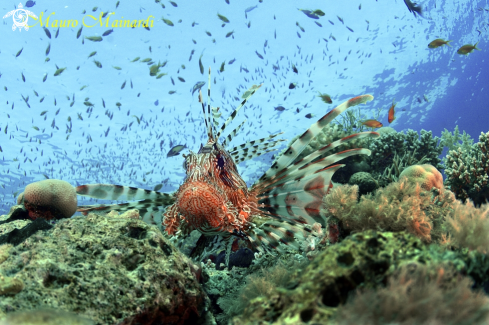 A Lionfish