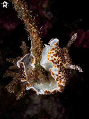 A Nudibranch