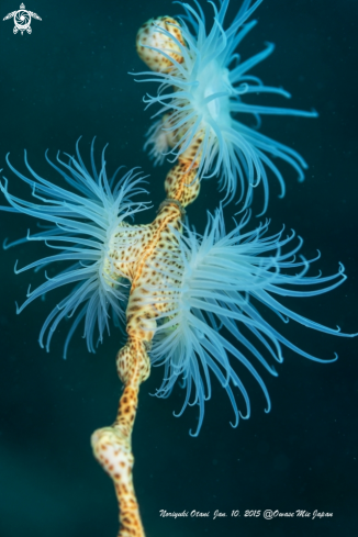 A Nemanthus sp. | anemone